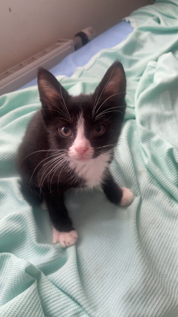 kittens