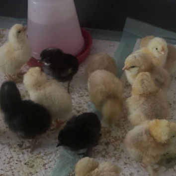 New baby Unsexed cross breed chicks &pound;7 each hatched 9th july & 18th in Epping