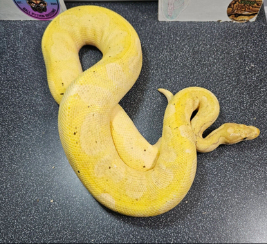Banana Yellowbelly Clown
