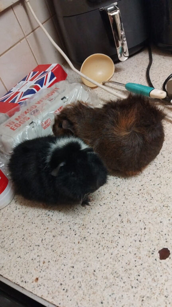 2 lovely guinea pigs for sale