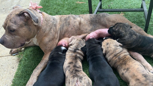 Mixed breed pups for sale