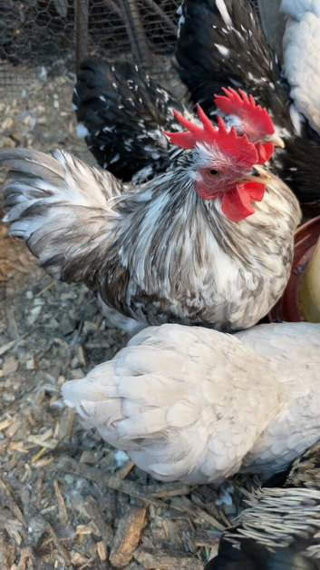 Pekin & Cross breed bantam cockerels