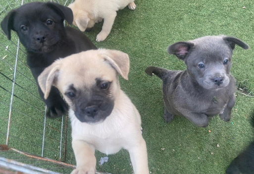 Fluffy and short haired French bulldog x German spitz