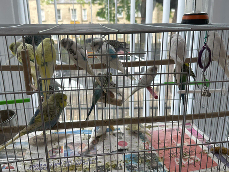 Budgies litino,albino,pied,cobalt,handtame,etc various colours