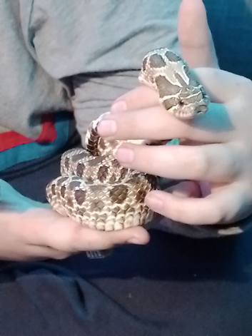 Female toffee belly hognose snake approx 3yrs old