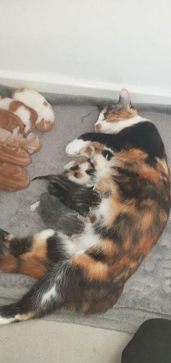 9 kittens