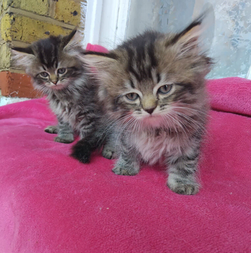 Fluffy tabby Persian ragdoll mixed kittens
