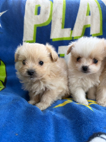 Pompoo puppies