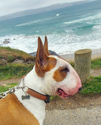 High class proven stud English bull terrier