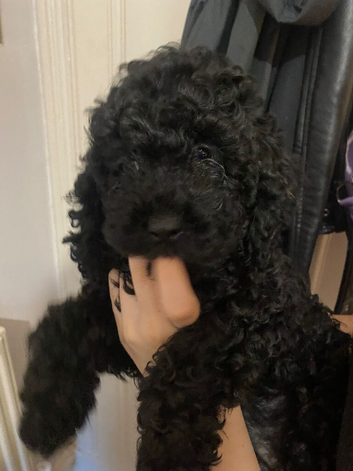 Covapoo pups for sale