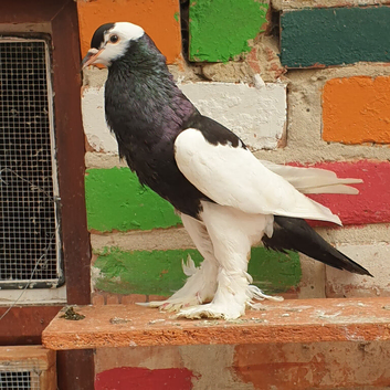 Reversing pouter pigeons for sale