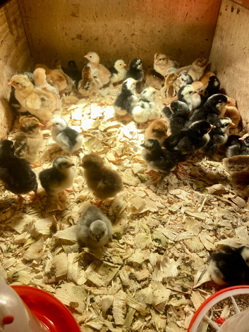 Chicks! 5 days old various colours and breeds