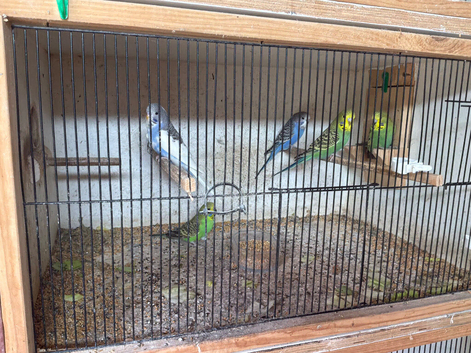 Budgies