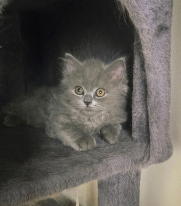 British Longhair