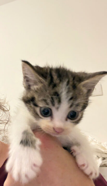 DUE TO BEING LET DOWN LAST MINUTE ONE BEAUTIFUL GRAY AND WHITE KITTEN STILL AVAILABLE AND READY TO LEAVE please stop what is wrong with you you won't