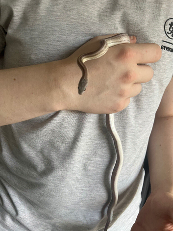 corn snakes Male with viv included