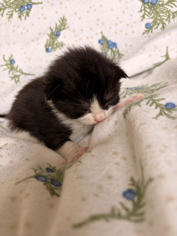 Maine Coon Cross Kittens