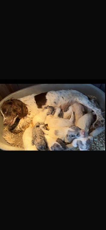Beautiful cockapoos