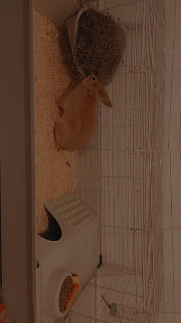 Coco/ male