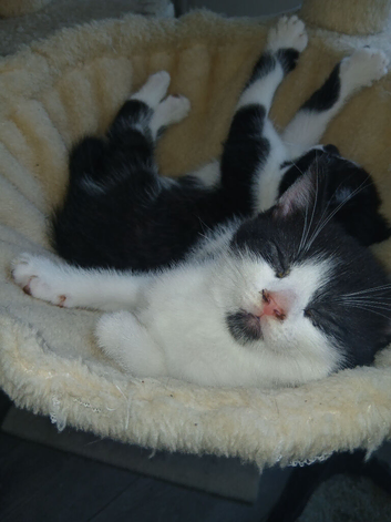 Beautiful healthy 3 kittens looking for home