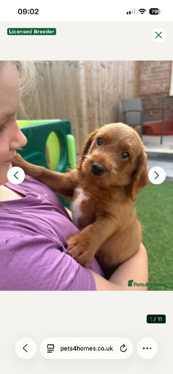 Really today 1 boy and 1 girl available licensed breeder