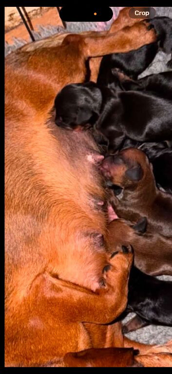 Dachshund puppy&rsquo;s