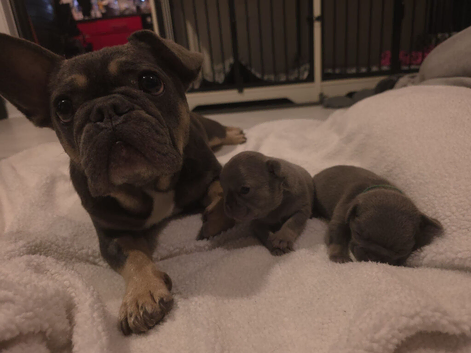 French Bulldog puppies