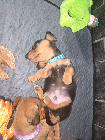 Minature dachshunds