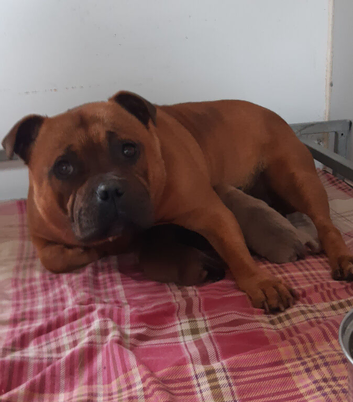 Red Staffy Pups