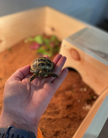Baby tortoise with fully set up home&accesories