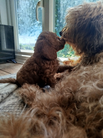 Cockapoo F2