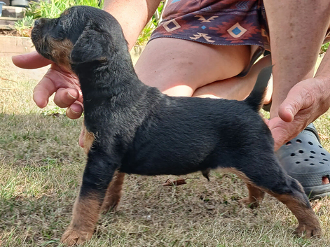 TOP QUALITY FELL TERRIER PUPS