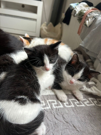 Kittens