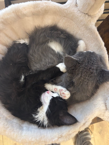Kittens for sale