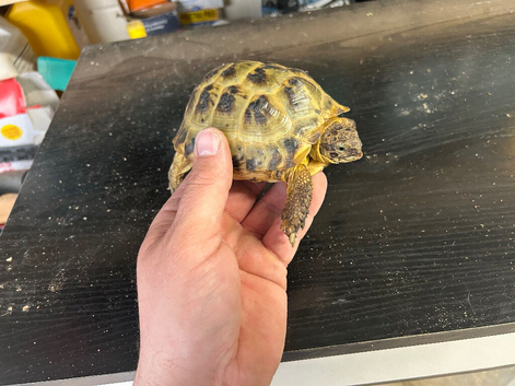 Horsefield tortoise