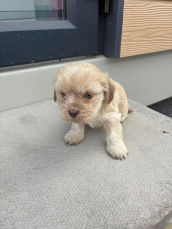 Shih tzu cross show cocker spaniel pups