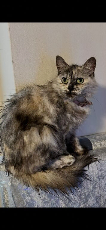 Maine coon x bsh kitty