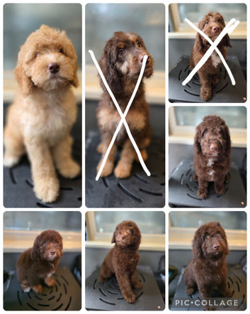 Gorgeous miniature labradoodle puppies