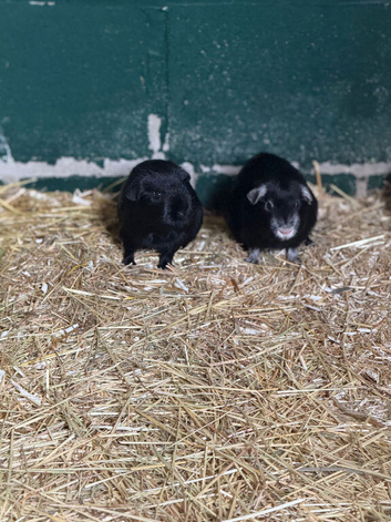 2 Boar guinea pigs