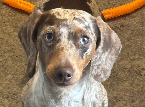 ROLO