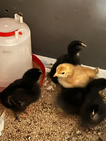 Cochin x Cream Legbar 1 week old chicks