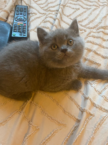 Blue British shorthaired kittens