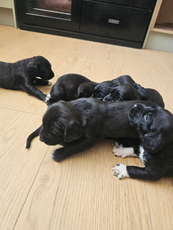 Bavarian mountain hound cross english springer spaniel