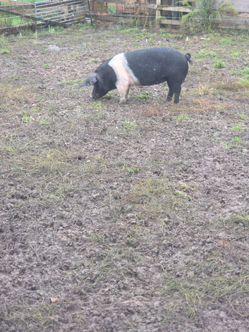 2 female Saddlebacks Pigs