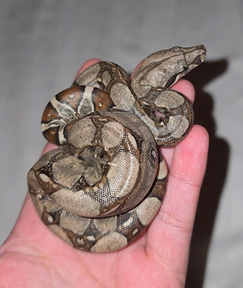 2x baby boas
