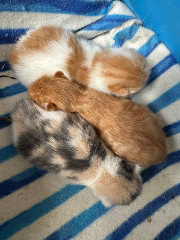Kittens for sale