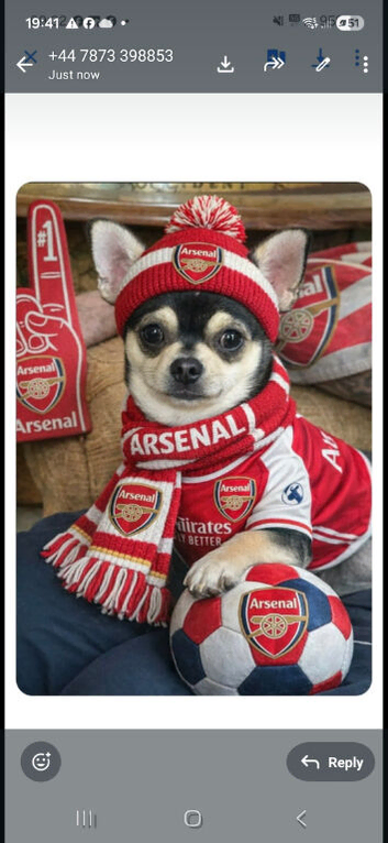 Stunning chihuahua