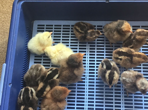 CREAMLEGBAR  AND SALMON FAVEROLLE CHICKS