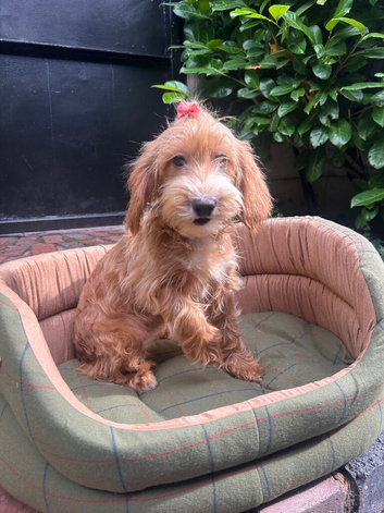 Daisy the cockapoo