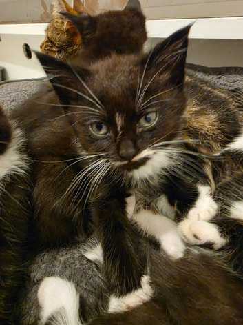 6 Mixed Breed Kittens